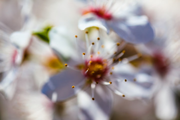 Close-up photo of Prunus domestica flower.