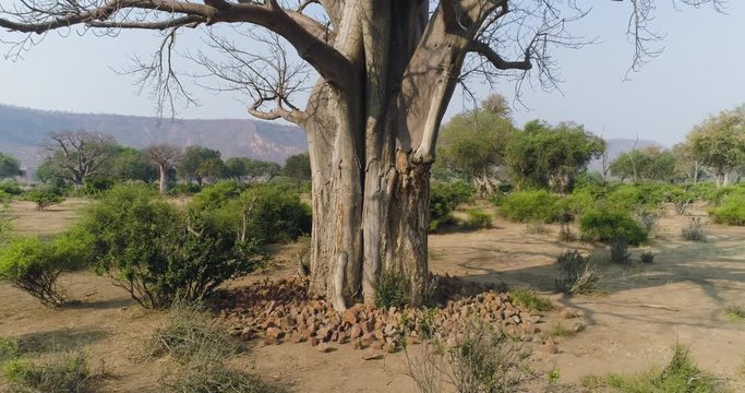 4K zoom out aerial view of a beautiful Baobab tree with the beautiful red sandstone Chilojo cliffs in the background, Gonarezhou National Park, Zimbabwe