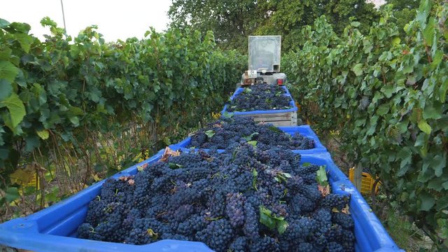 4K close-up view of a tractor in a vineyard taking fully loaded plastic basins of freshly harvested red grapes to the winery on a wine estate in the Western Cape Province, South Africa