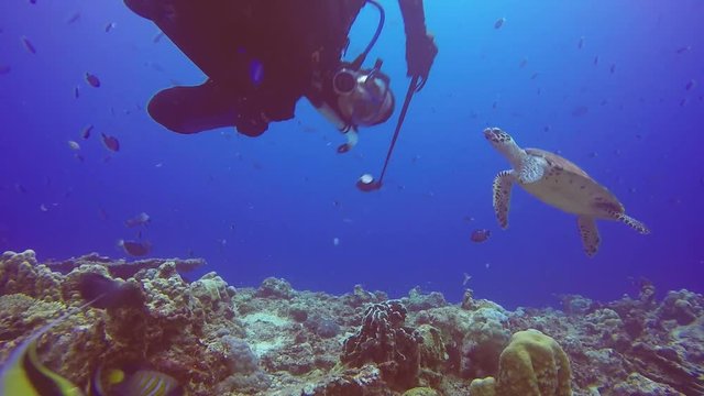 Turtle Chasing Diver Papua New Guinea