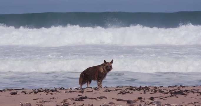 4K view of a Brown Hyena walking along the coast line looking for food in the Skeleton Coast National Park, Namibia