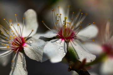 Fototapeta na wymiar Close-up photo of Prunus domestica flower.