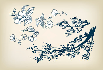 cherry blossom sakura vector sketch illustration design elements