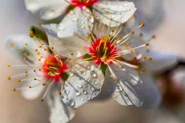 Close-up photo of Prunus domestica flower.