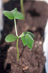 seedling of cucumbers in a pot