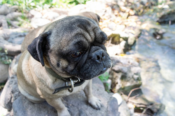 Obraz premium pugs