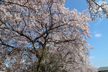 高田川　箸尾の桜並木