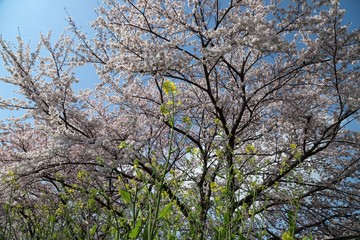 高田川　箸尾の桜並木