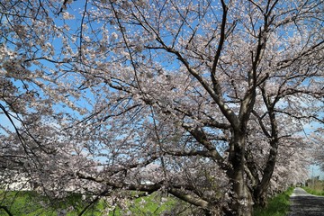 高田川　箸尾の桜並木