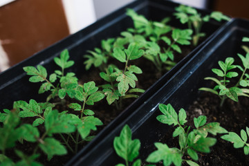 seedlings in peat pots.Baby plants seeding, black hole trays for agricultural seedlings.The spring...