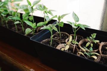 seedlings in peat pots.Baby plants seeding, black hole trays for agricultural seedlings.The spring...