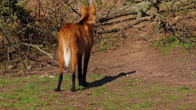 HD video of The maned (red) wolf (Chrysocyon brachyurus), South America. The wolf stands and looks around. He is scratching his mouth. There is green grass and wooden branches in the background. There