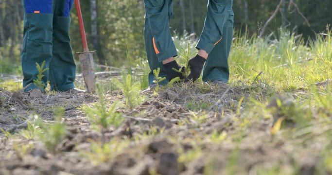 Pine conifer seedlings are planted at the site of industrial deforestation in order to restore the natural balance, use this renewable resource. The hand of the forester lowers the seedling into a pit