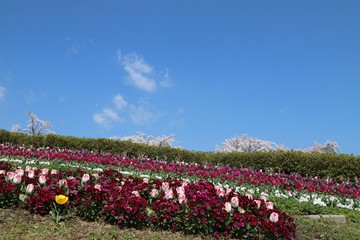 馬見丘陵公園の春景色