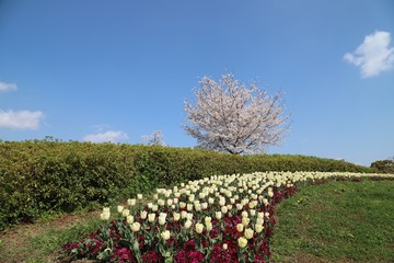 馬見丘陵公園の春景色