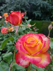 Beautiful rose in Auckland Botanical Garden