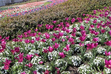 馬見丘陵公園の春景色