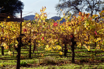 Naklejka premium colorful vines with autumn foliage leaves in zinfandel vineyard in autumn fall in northern California