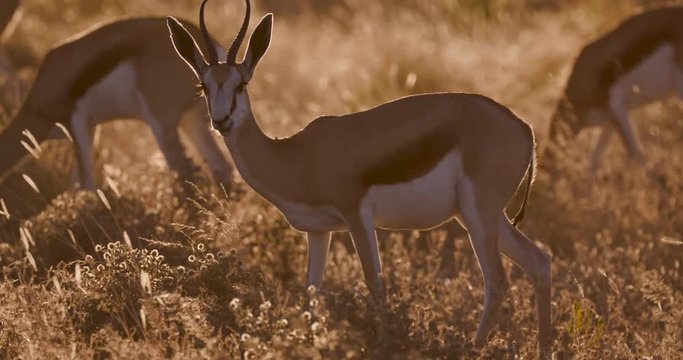 4K close-up view of a springbuck grazing at sunset in the bushveld, Etosha National Park, Namibia