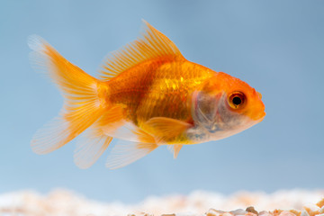 Gold fish or goldfish floating swimming underwater in fresh aquarium tank.
