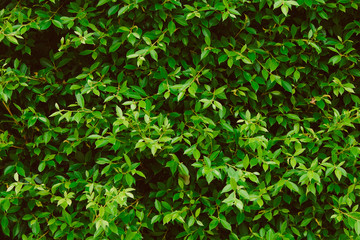Fototapeta na wymiar Green leaves wall background, plant on the wall