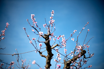 flowers on blue sky