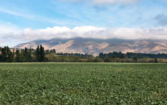 Farm Field In Canterbury, New Zealand