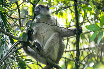 Red colobous in Bigodi