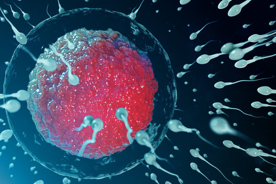 3D illustration sperm and egg cell, ovum. Sperm approaching egg cell. Native and natural fertilization. Conception the beginning of a new life. Ovum with red core under the microscope, movement sperm
