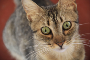 portrait of a beautiful cat