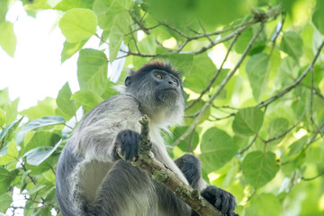 Red colobous in Bigodi
