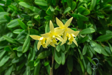 Obraz premium Orchid 