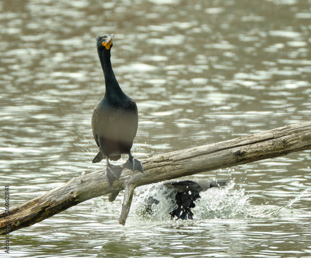 Poster Cormorant