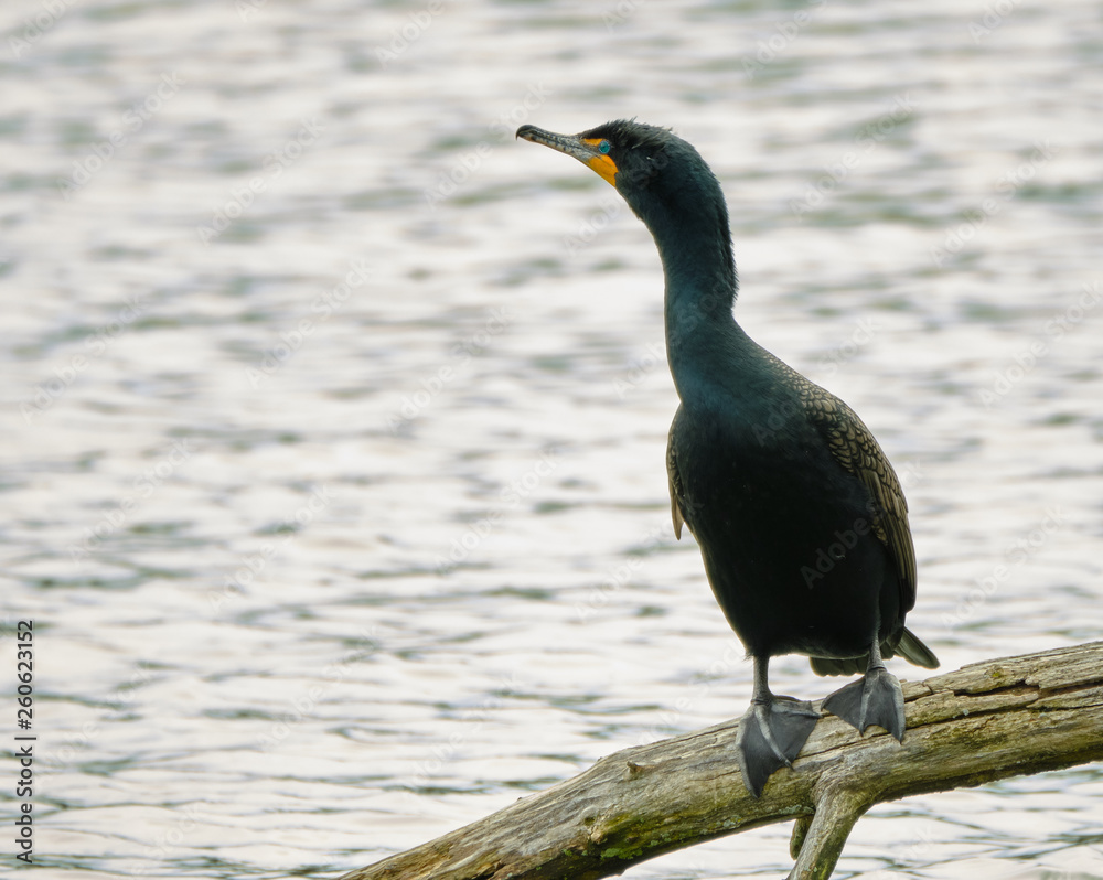 Wall mural Cormorant