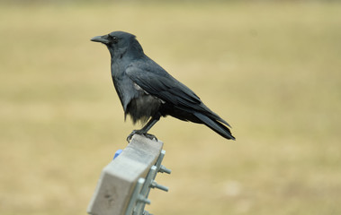 Crow