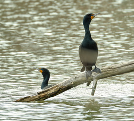 Cormorant