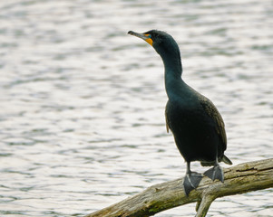 Cormorant