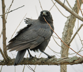 Crow