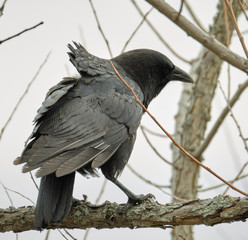 Crow