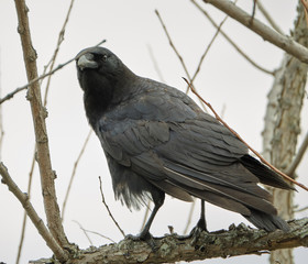 Crow