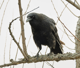 Crow