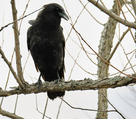 Crow