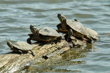 Fototapeta premium Turtles