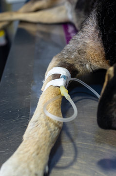 Intravenous catheter in a cephalic vein of a dog