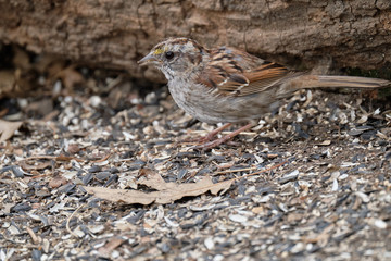 Sparrow