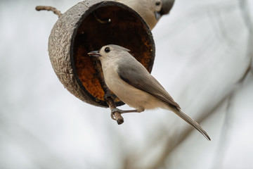 White breasted nuthatch