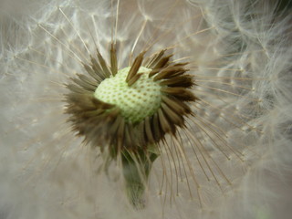 dandelion 