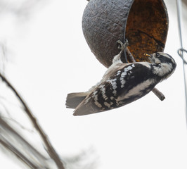 Woodpecker feeding