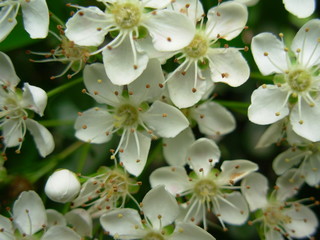 white flowers 