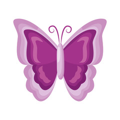 butterfly nature insect